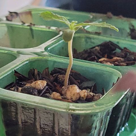 Akemi growlog timeline photo