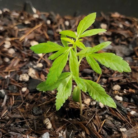 Akemi growlog timeline photo