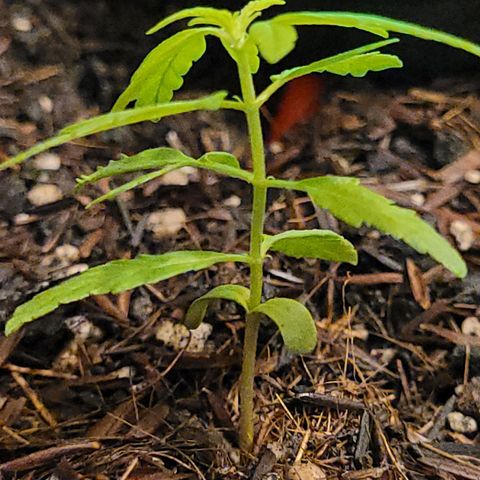 Akemi growlog timeline photo
