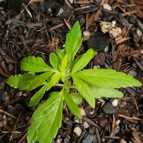 Akemi growlog timeline photo