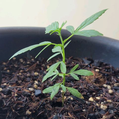 Akemi growlog timeline photo