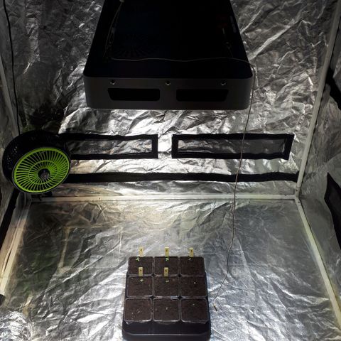 Super Silver Haze #01 growlog timeline photo