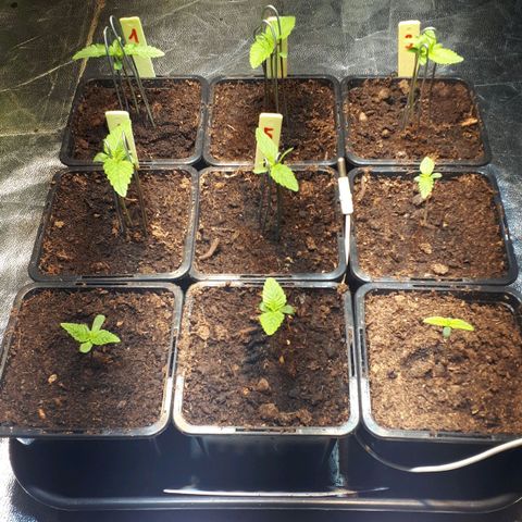 Super Silver Haze #01 growlog timeline photo
