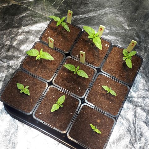 Super Silver Haze #01 growlog timeline photo
