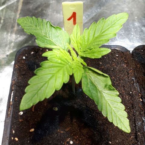 Super Silver Haze #01 growlog timeline photo