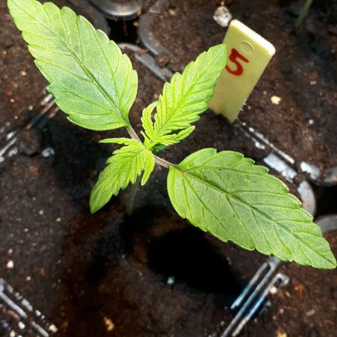 Super Silver Haze #05 growlog timeline photo