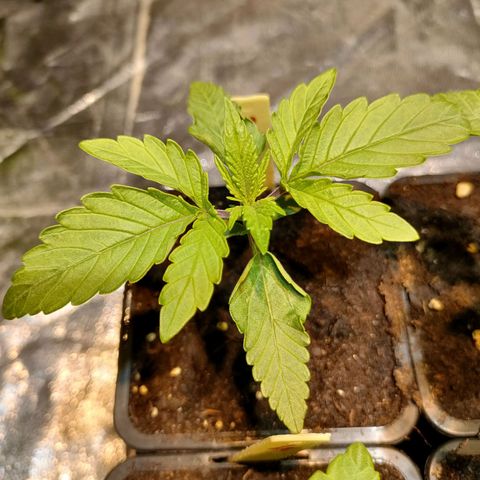 Super Silver Haze #01 growlog timeline photo