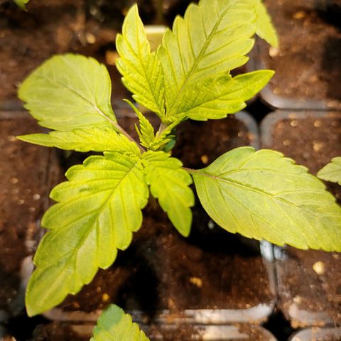 Super Silver Haze #05 growlog timeline photo