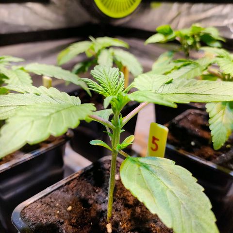 Super Silver Haze #01 growlog photo: • Sehr vitaler Zustand von der Optik her