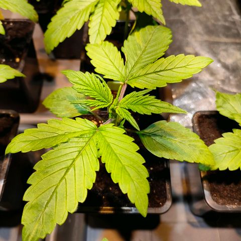Super Silver Haze #01 growlog photo: • Sehr vitaler Zustand von der Optik her