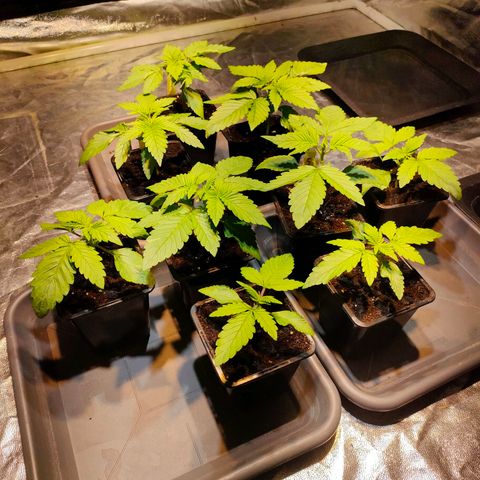 Super Silver Haze #01 growlog photo: • Aktueller Stand