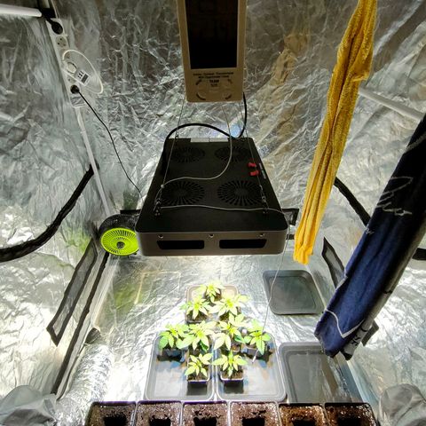 Super Silver Haze #01 growlog photo: • Aktueller Stand
