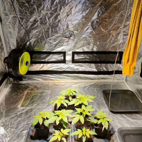 Super Silver Haze #01 growlog photo: • Aktueller Stand
