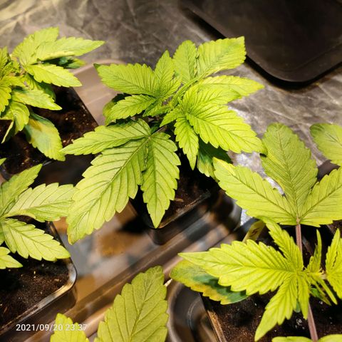 Super Silver Haze #01 growlog photo: • Aktueller Stand