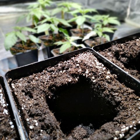 Super Silver Haze #01 growlog photo: • Aktueller Stand