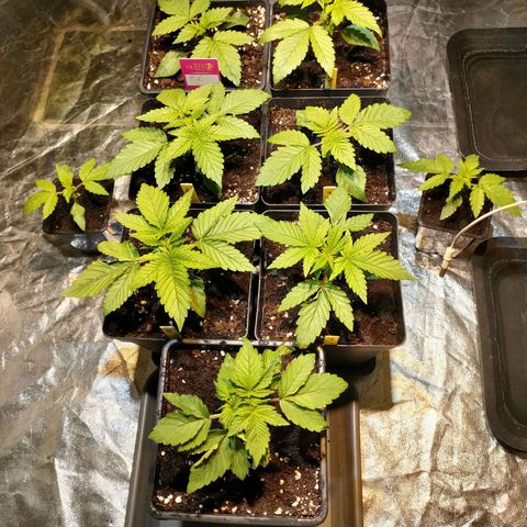 Super Silver Haze #01 growlog photo: • Im 3,5L Topf