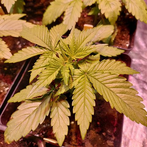 Super Silver Haze #01 growlog timeline photo