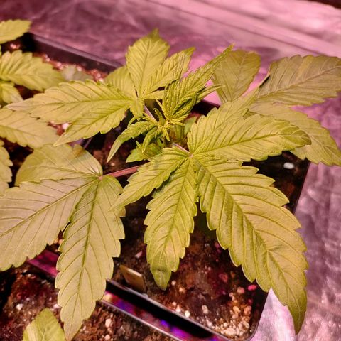 Super Silver Haze #05 growlog timeline photo