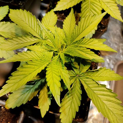 Super Silver Haze #01 growlog timeline photo