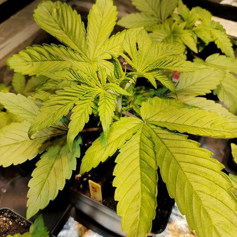Super Silver Haze #05 growlog timeline photo
