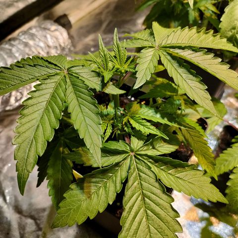 Super Silver Haze #01 growlog timeline photo