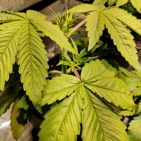 Super Silver Haze #05 growlog timeline photo