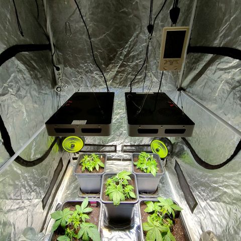 Super Silver Haze #01 growlog photo: • Durchwurzelung / LST / Umtopfen 