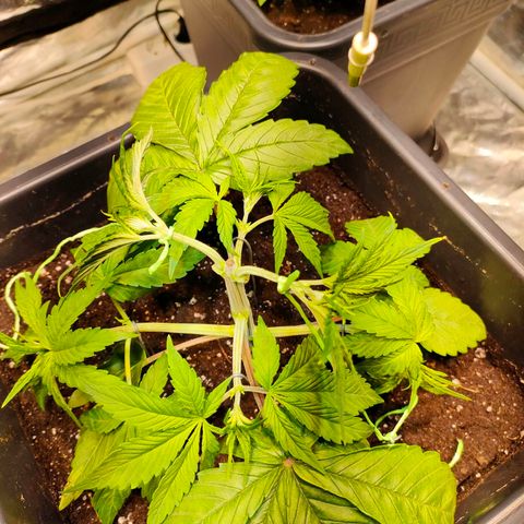 Super Silver Haze #01 growlog photo: • Durchwurzelung / LST / Umtopfen 
