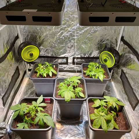 Super Silver Haze #01 growlog photo: • Durchwurzelung / LST / Umtopfen 