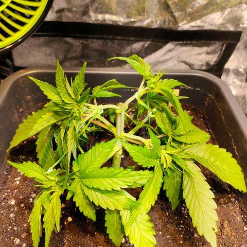 Super Silver Haze #01 growlog photo: • Durchwurzelung / LST / Umtopfen 