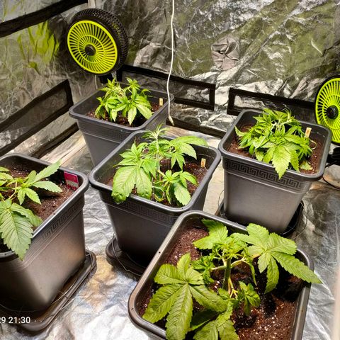 Super Silver Haze #01 growlog photo: • Durchwurzelung / LST / Umtopfen 