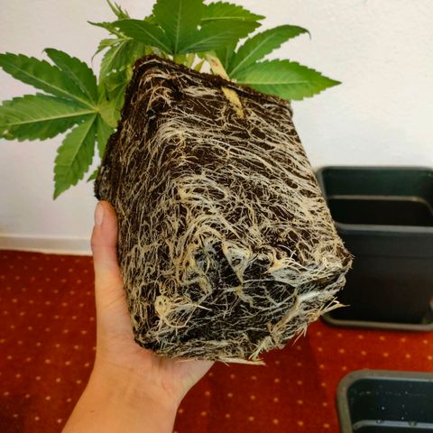 Super Silver Haze #01 growlog photo: • Durchwurzelung / LST / Umtopfen 