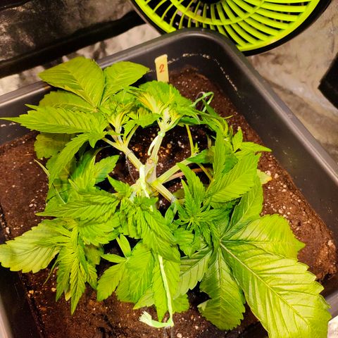 Super Silver Haze #01 growlog photo: • Durchwurzelung / LST / Umtopfen 