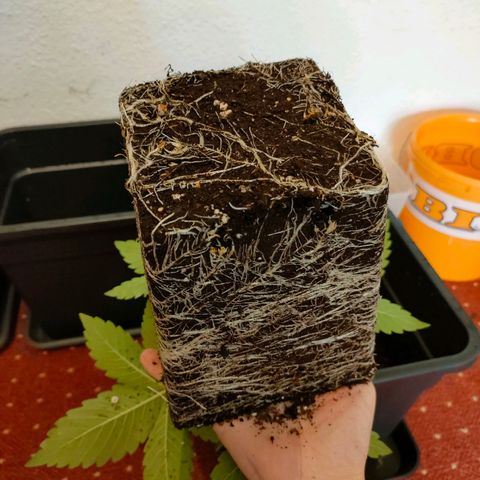 Super Silver Haze #01 growlog photo: • Durchwurzelung / LST / Umtopfen 