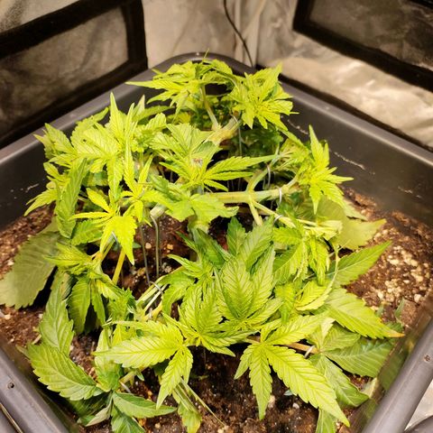 Super Silver Haze #01 growlog timeline photo