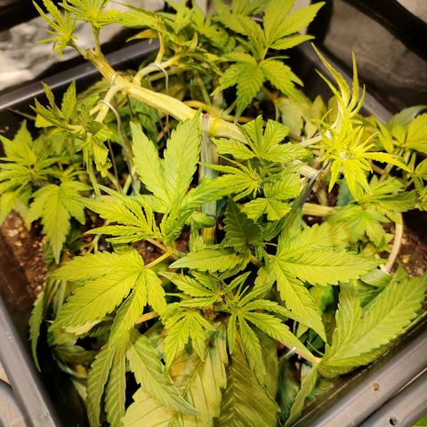 Super Silver Haze #05 growlog timeline photo