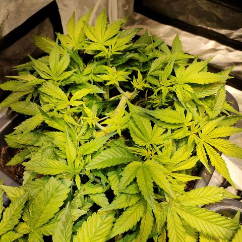 Super Silver Haze #01 growlog timeline photo