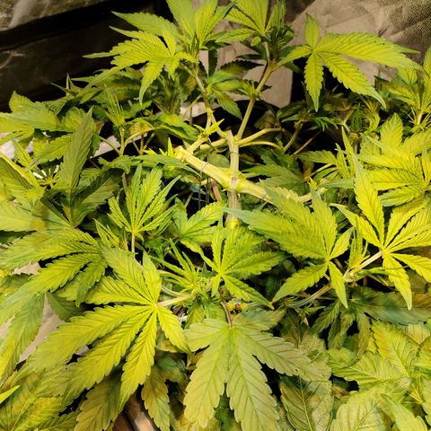 Super Silver Haze #05 growlog timeline photo