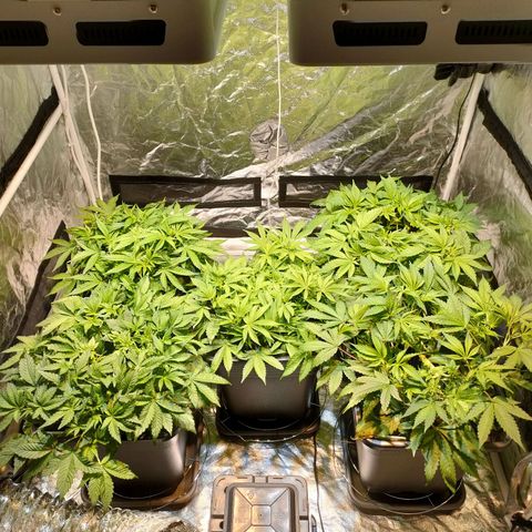 Super Silver Haze #01 growlog timeline photo