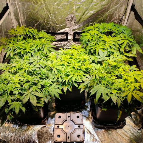 Super Silver Haze #01 growlog timeline photo