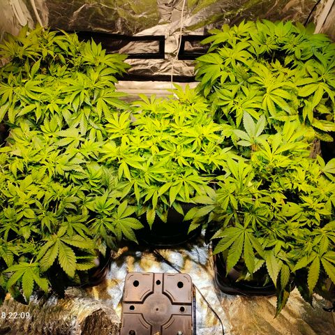 Super Silver Haze #01 growlog timeline photo