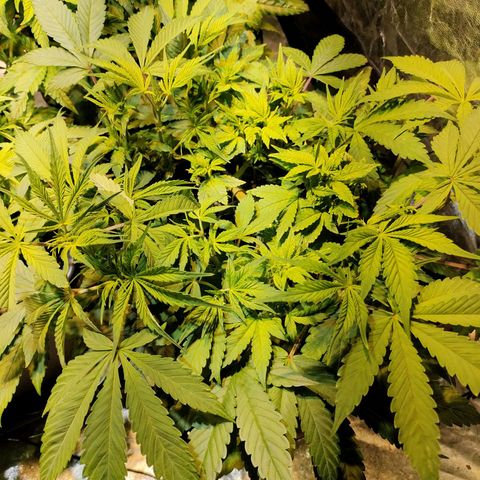 Super Silver Haze #05 growlog timeline photo
