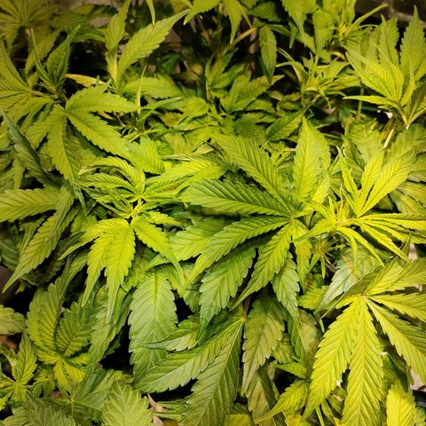 Super Silver Haze #01 growlog timeline photo