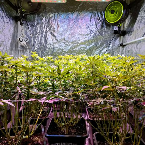 Super Silver Haze #01 growlog timeline photo