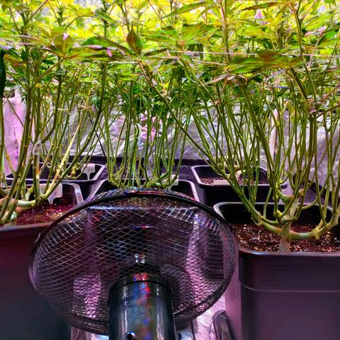 Super Silver Haze #01 growlog timeline photo