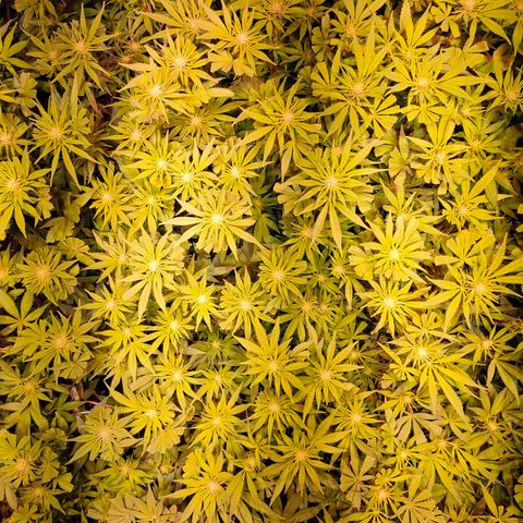 Super Silver Haze #01 growlog timeline photo