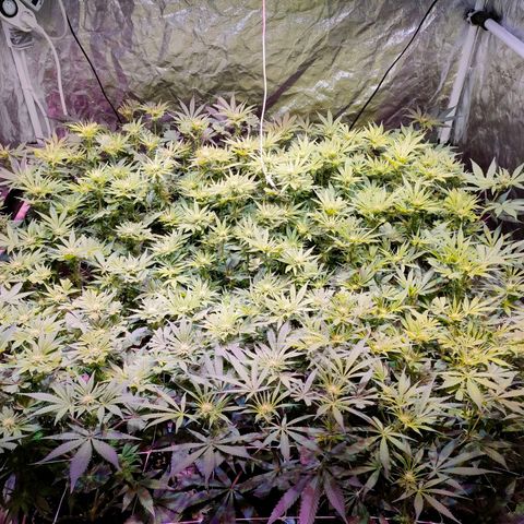 Super Silver Haze #01 growlog timeline photo
