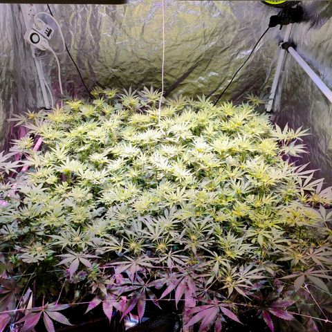 Super Silver Haze #01 growlog timeline photo