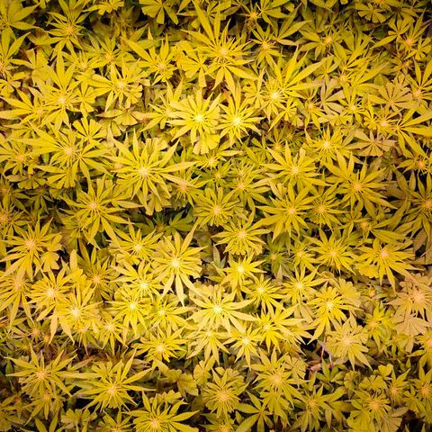 Super Silver Haze #01 growlog timeline photo