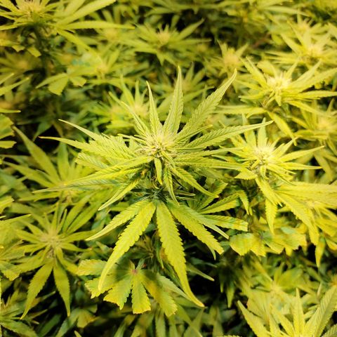 Super Silver Haze #01 growlog timeline photo